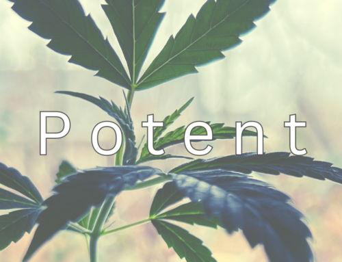 Unveiling the Potency of CBD Oil: Your Comprehensive Guide